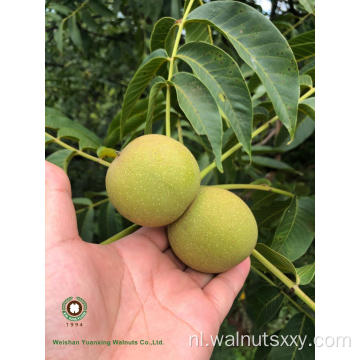 Kinderen zoals Chinese Walnut Kernels Light Color Helften (LH)
